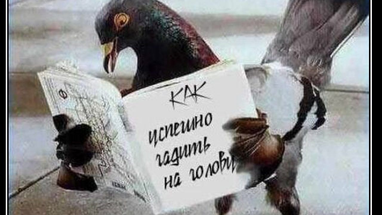 Примета Птица Накакала — на голову, на человека, на одежду на плечо, на  ногу, на руку