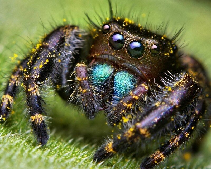 Цветной паук