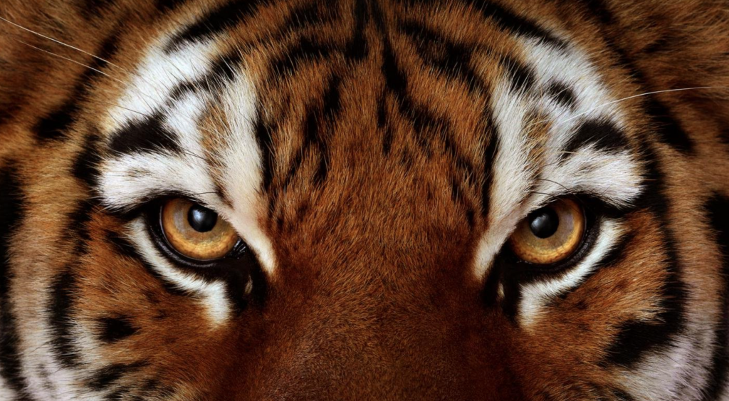 Взгляд настоящего тигра