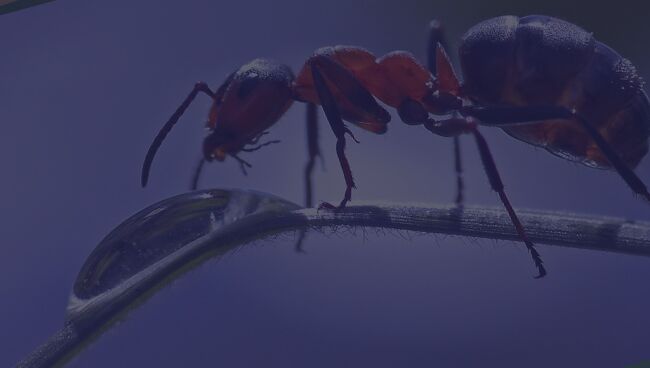 Что означает видеть во сне муравьёв