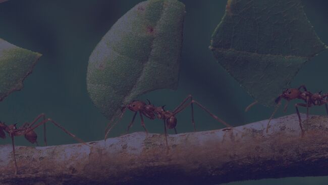К чему снятся муравьи в большом количестве