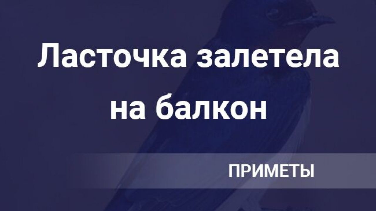 Ласточка залетела на балкон или в дом через окно: что означает