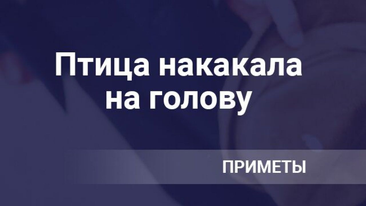 Птица накакала на голову женщине или ребенку: что означает примета