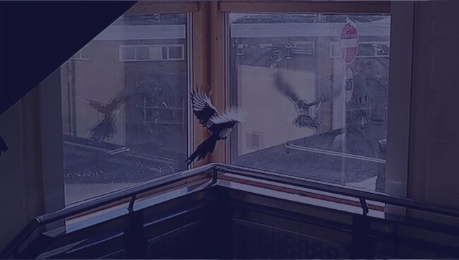 Примета птица ударилась в окно и улетела