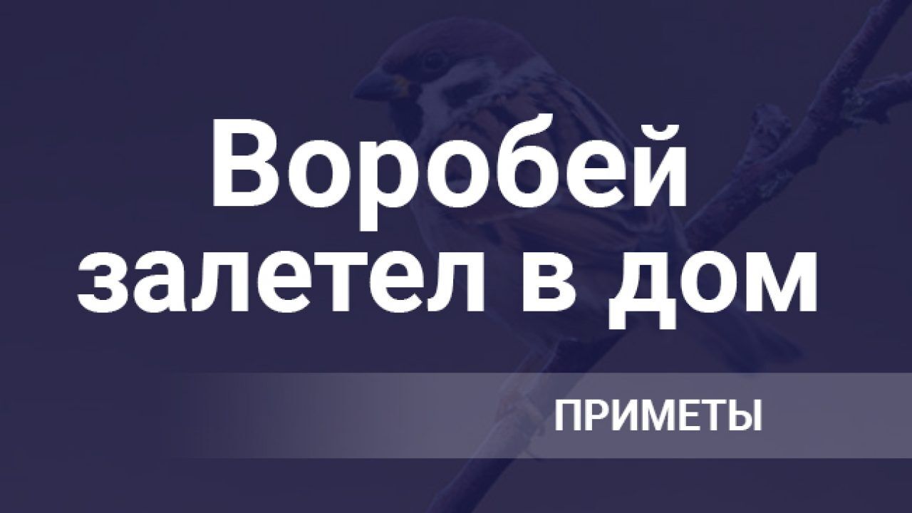 Воробей залетел в окно, в квартиру или дом: что означает примета