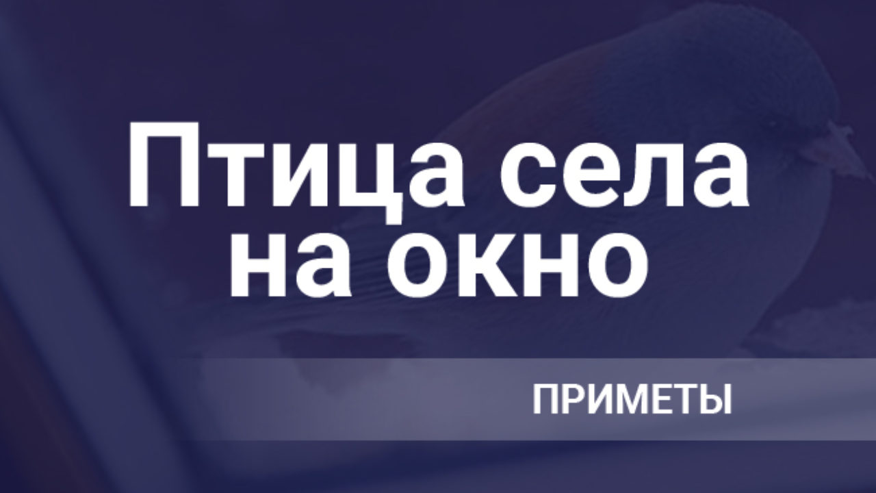 «Птица села на окно» — примета: синиа, голубь, к чему это