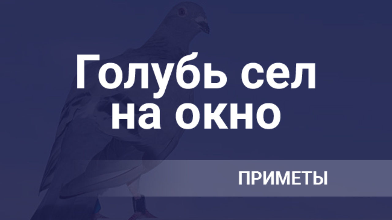 Голубь сел на окно, примета: на окне сидит, к чему садится на окно