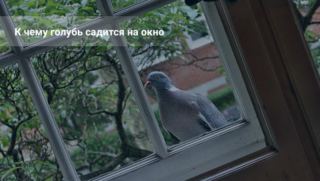 Примета: голубь сел на подоконник за окном 